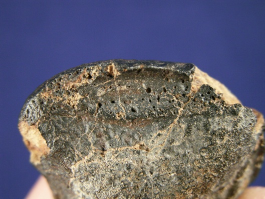 Oriented Meteorites